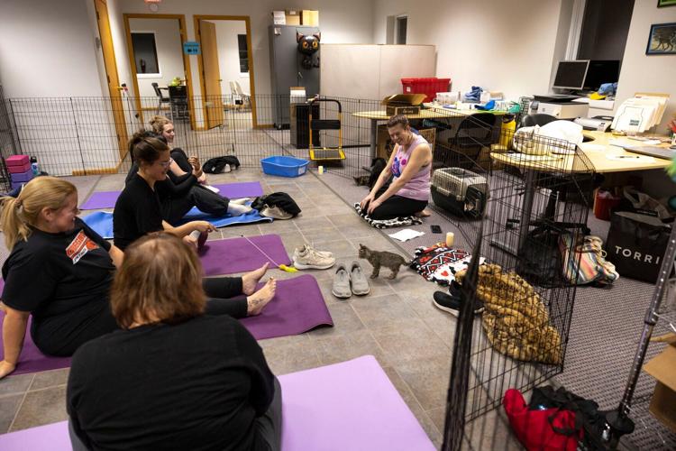 Come for the kittens, stay for the yoga