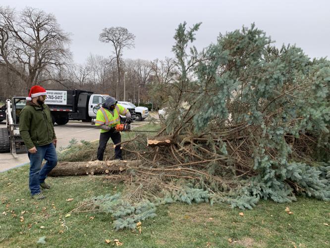 Christmas tree is trimmed so it can fit in the Brunk Pavilion
