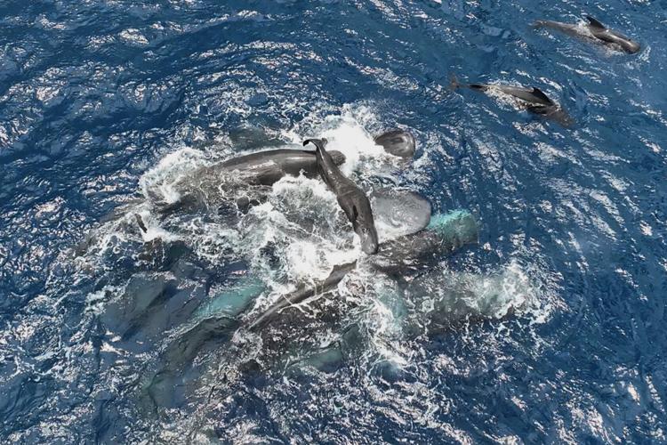 Sperm Whale Birth