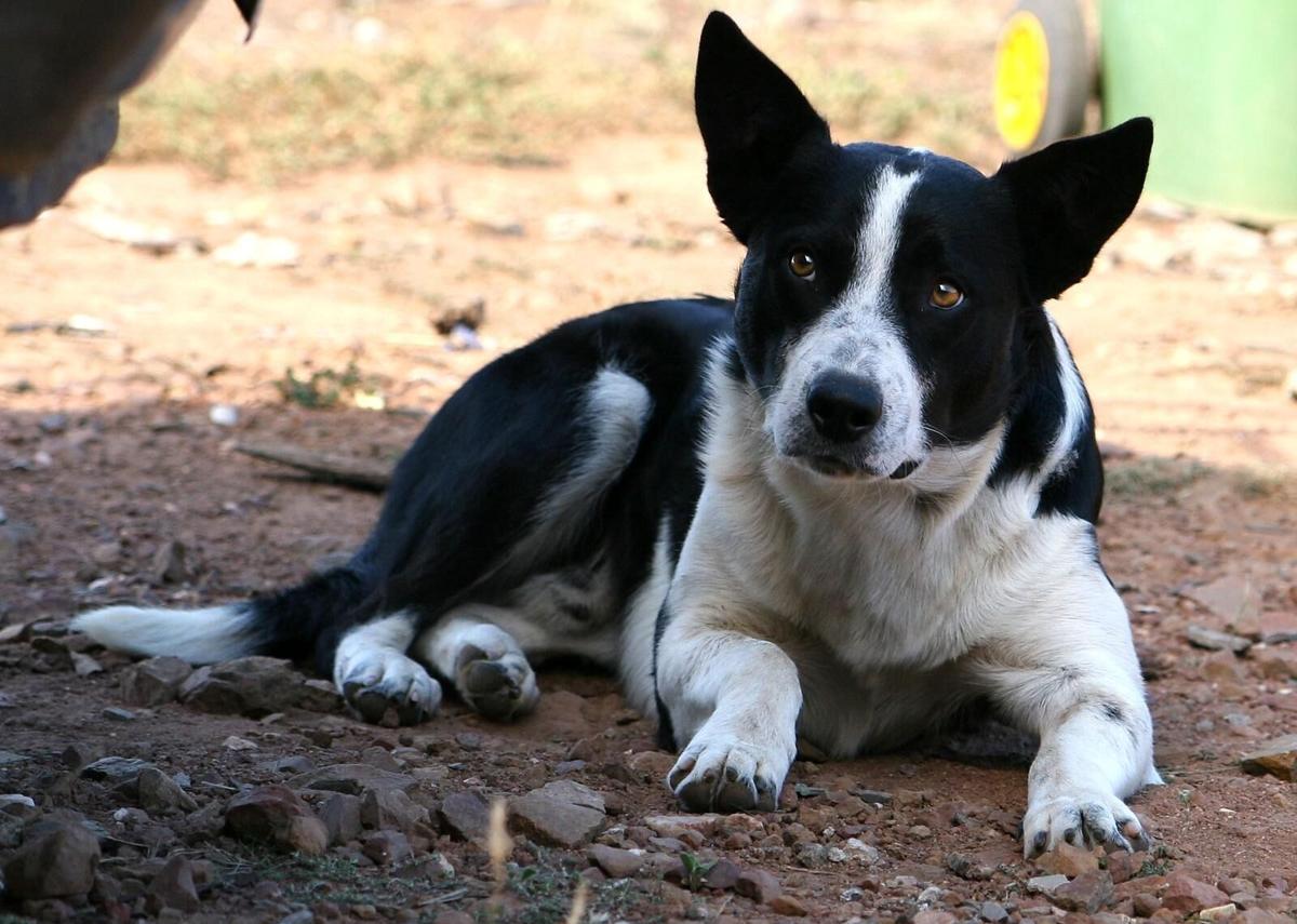 Mcnab Dog Lifestyles Lakegenevanews Net The mcnab dog commonly called mcnab shepherd or mcnab collie is a herding dog that originated in the mendocino region of northern california. mcnab dog lifestyles lakegenevanews net