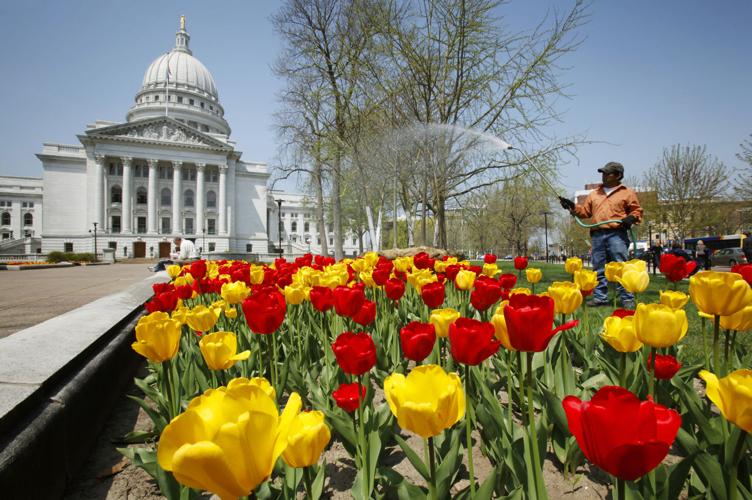 Watering the tulips Destination Wisconsin