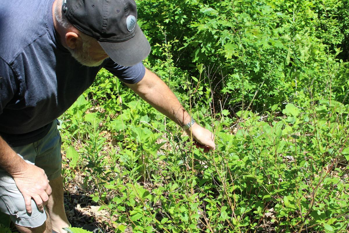 New Jersey tea shrub