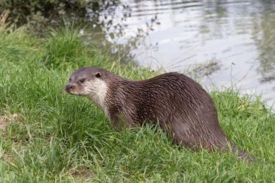 Otter