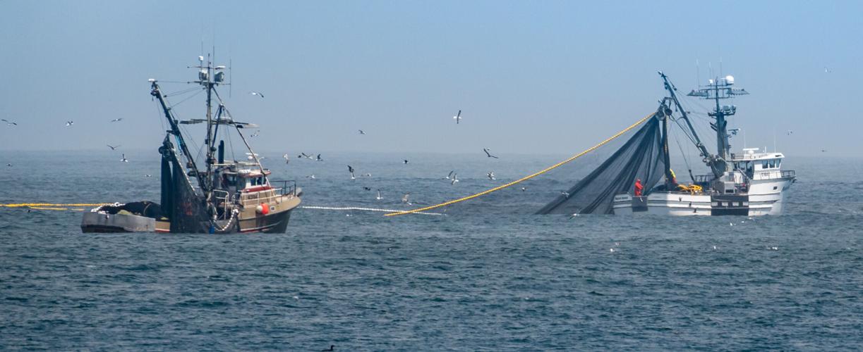 Commercial squid fishing boats