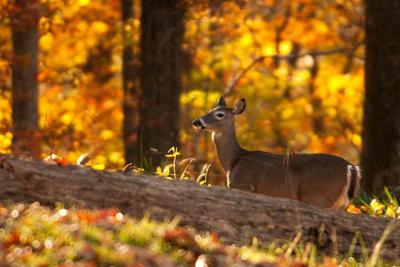 Hunters encourage to test harvested deer for CWD