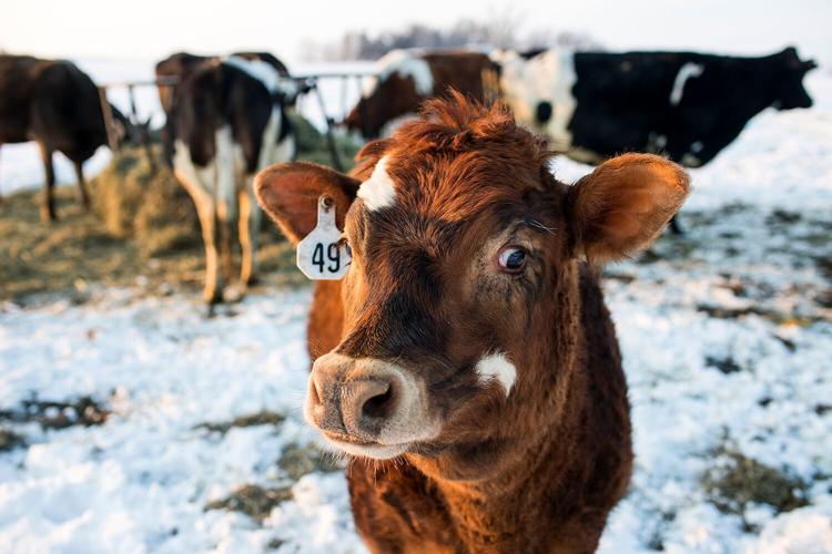 Cow1