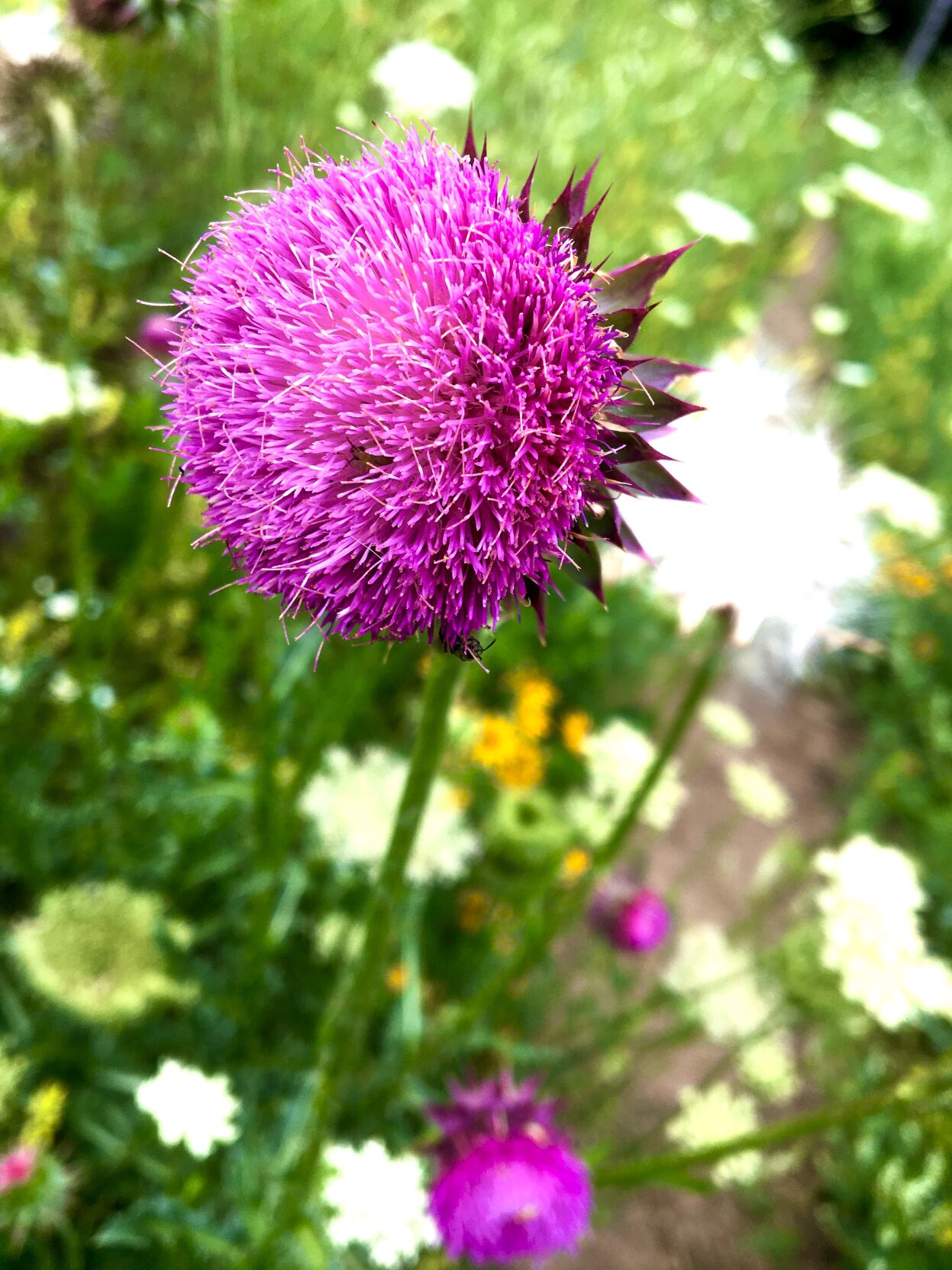 Ice Age Trail Nodding Thistle.jpg
