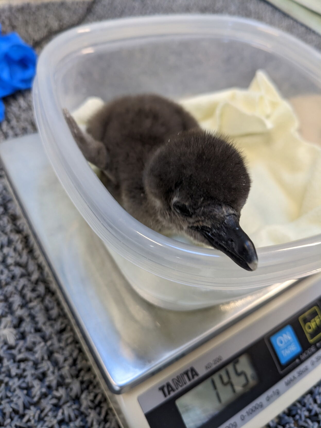 New African penguin chick in Tupperware container