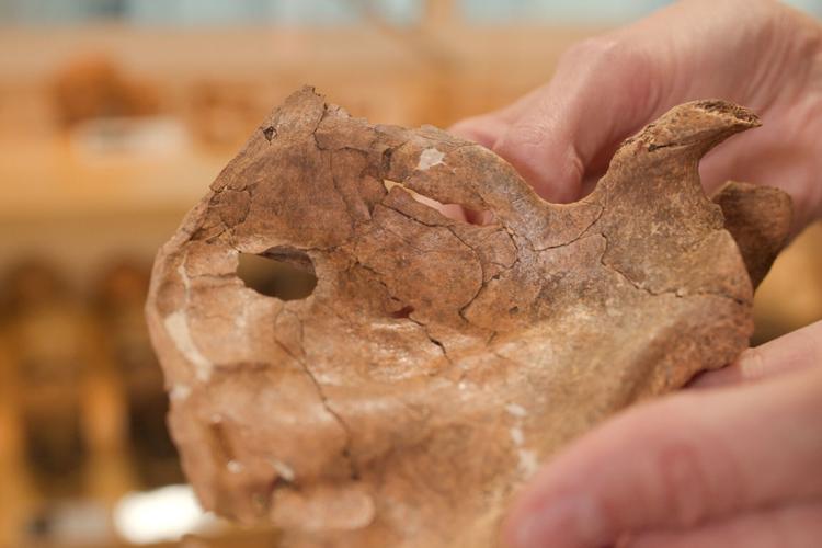 The left scapula of the Neanderthal individual called Shanidar A who lived about 75,000 years ago