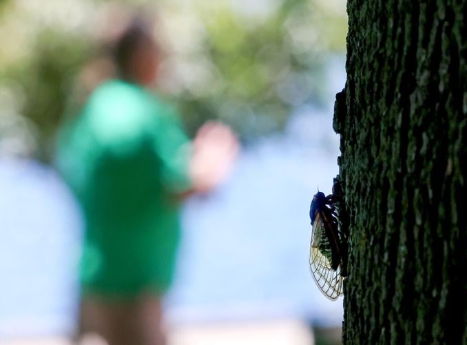 Lake Geneva embraces cicada craze