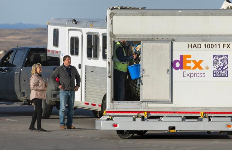 Horse flies FedEx from Alabama to Billings to get prosthetic leg in Cody
