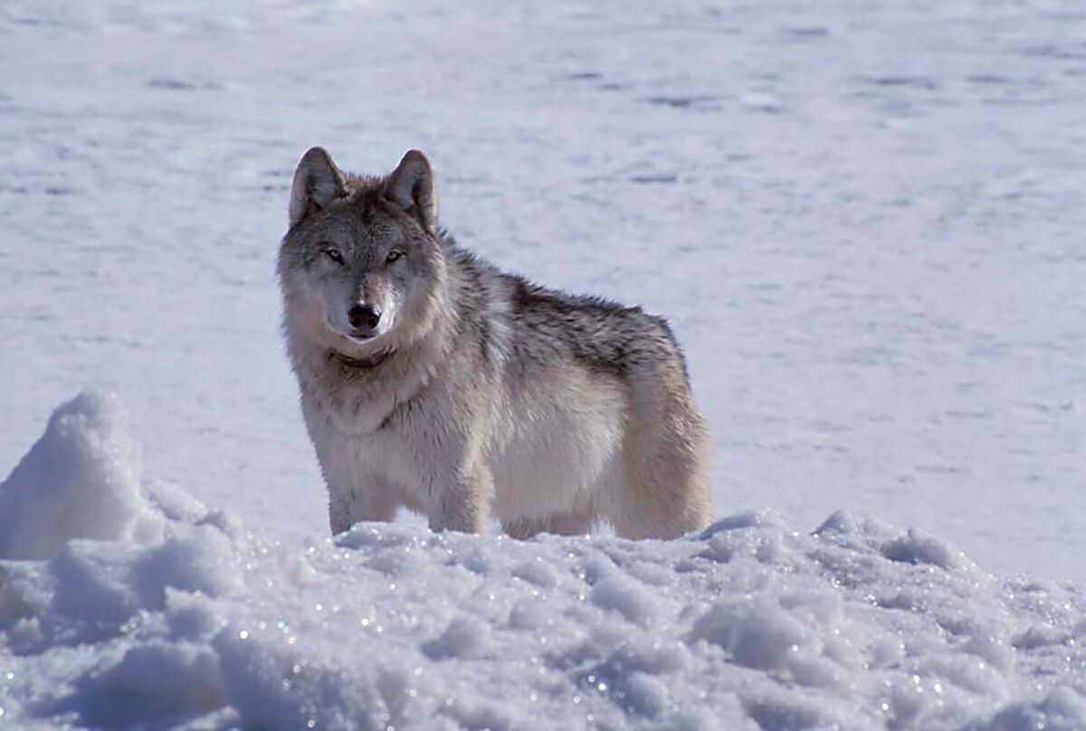 Wolf management plan meeting set