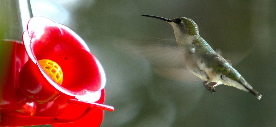 A ruby-throated hummingbird looks for sustenance from this nectar feeder.