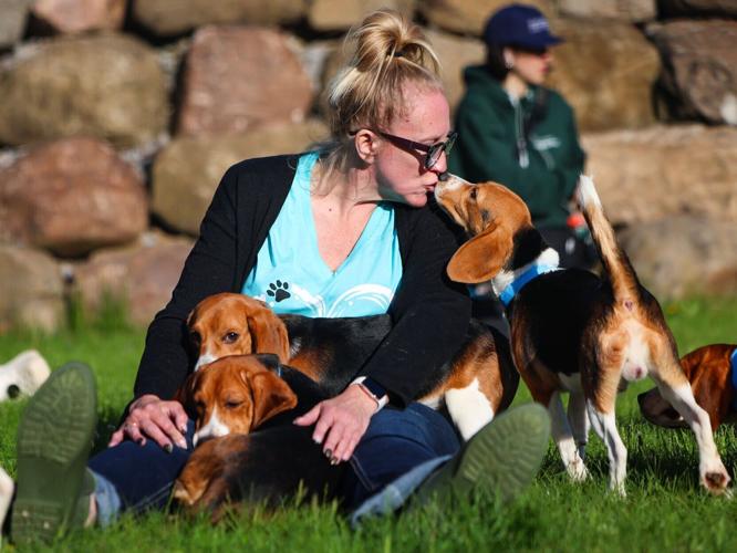 Ridglan Farms beagle transfer