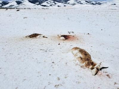 Silent slaughter: Warden estimates majority of poaching cases go unsolved, undetected