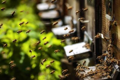 Honeybee swarm