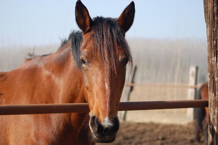 Horse free generic stock image