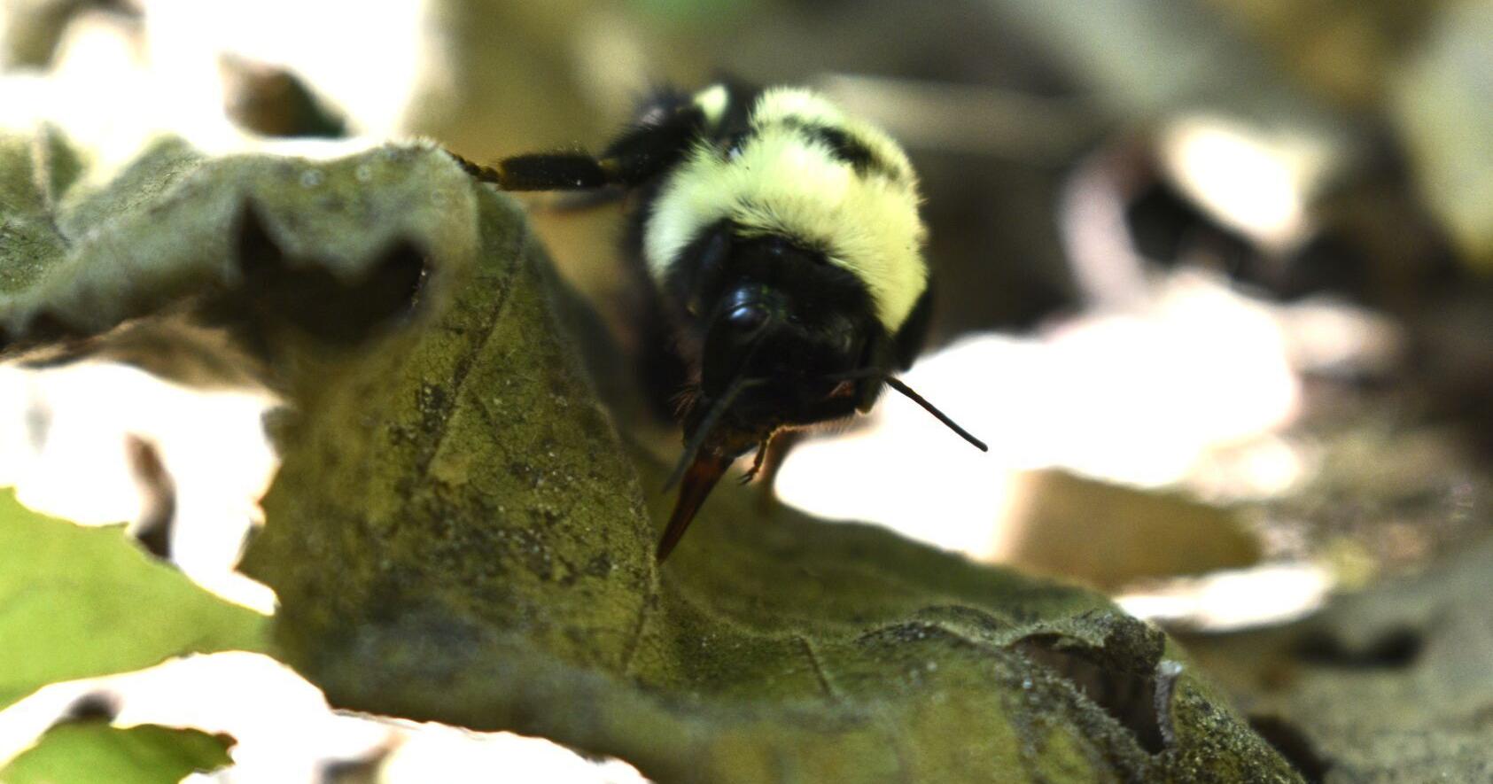 Endangered bees discovered nesting on Somers property - Vimarsana News