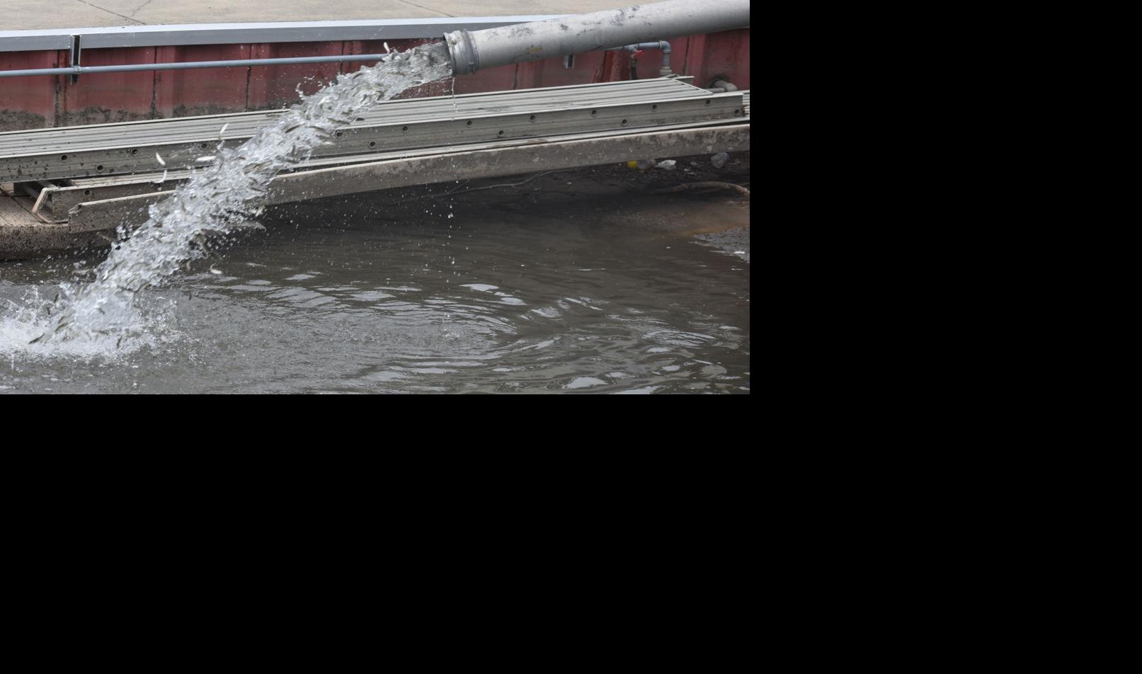 Releasing chinook salmon into Root River