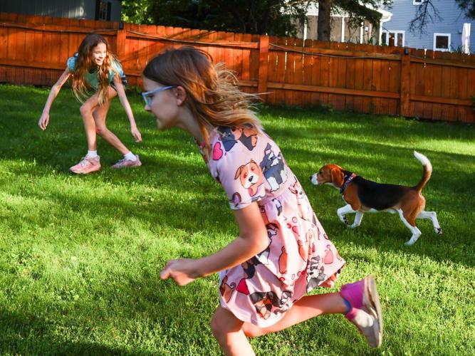 Family adopts Ridglan beagle