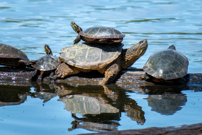 Snapping and painted turtles sunning