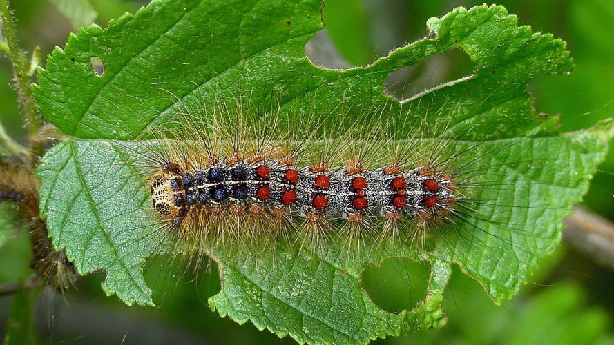 Spongy moth caterpillar