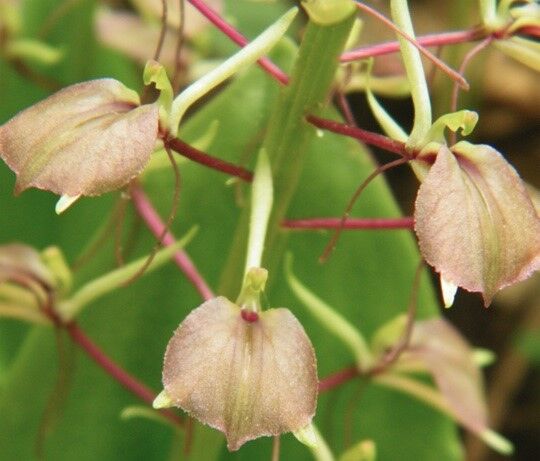 Orchid