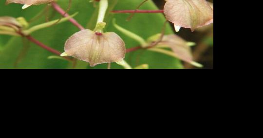 Kettle Moraine program will help nature lovers identify Wisconsin's native orchids - Vimarsana News