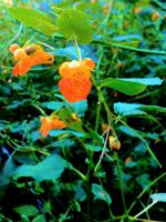 Kishwauketoe Orange Jewelweed Close-up