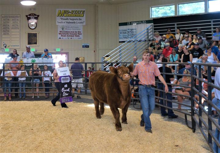 Elkhorn siblings Emily and Kyle Allsworth showcase Kyle's AOB shorthorn steer at the Walworth County Fair's 2022 Meat Animal Auction