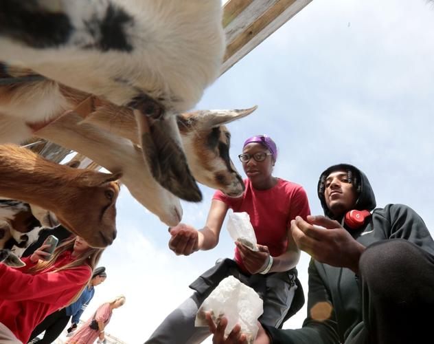feeding goats