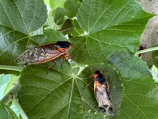 17-year Brood XIII cicadas
