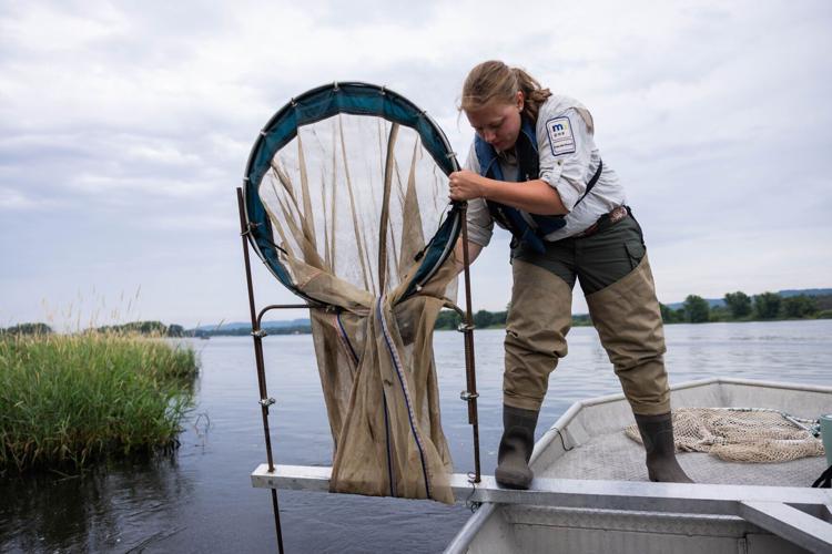Researchers race against invasive carp in the Mississippi