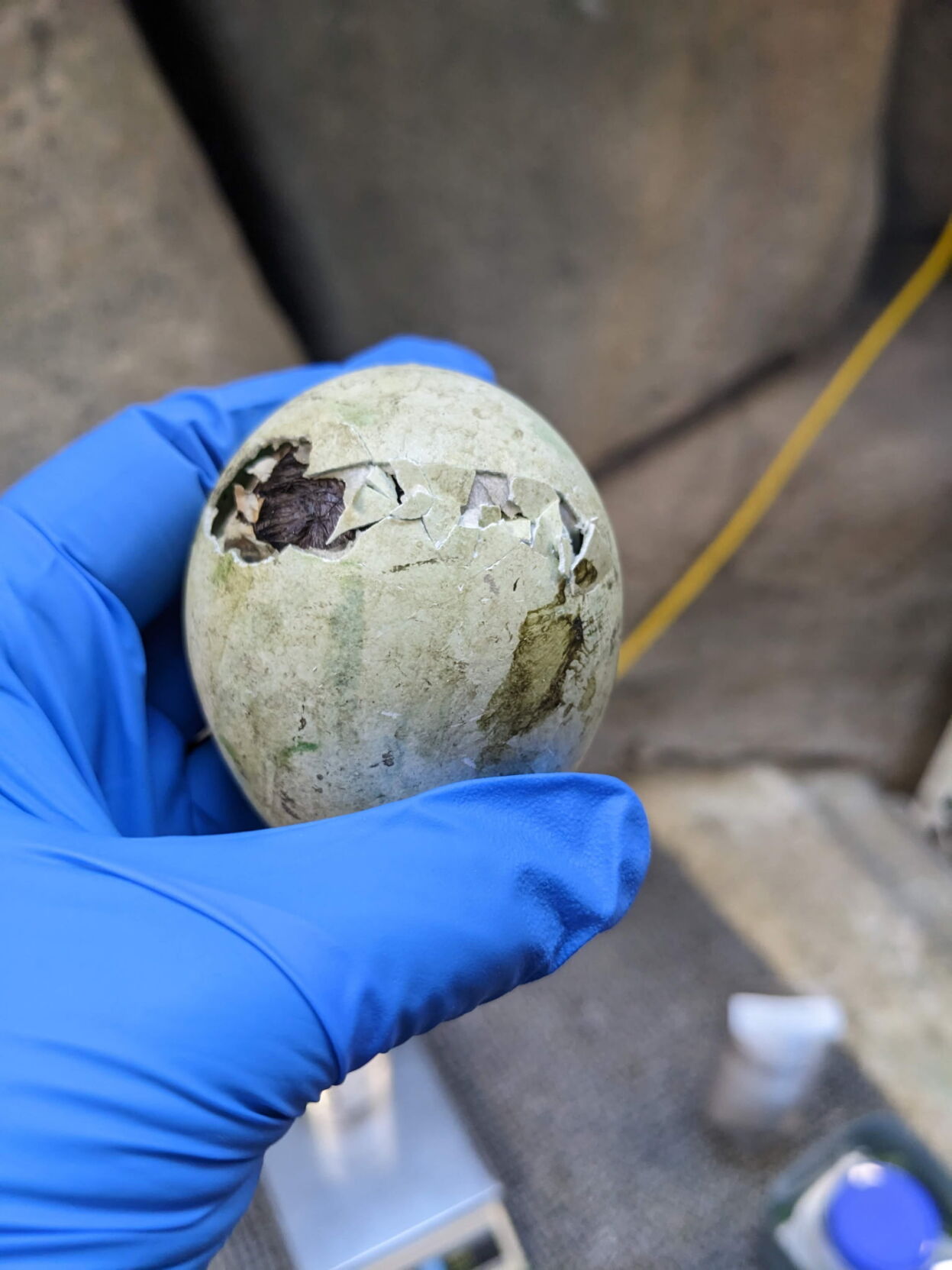 African penguin chick egg