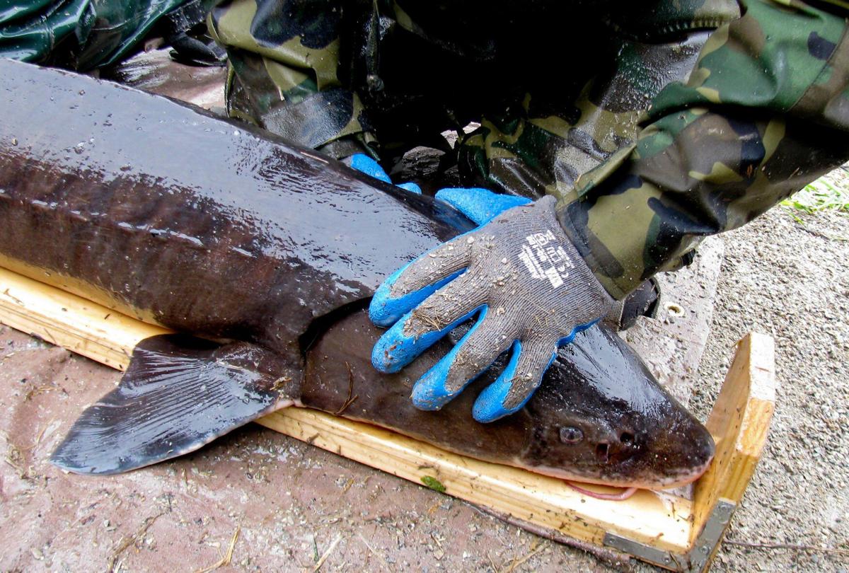 Sturgeon, State Journal generic file photo