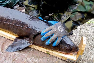 Sturgeon, State Journal generic file photo