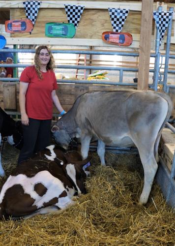 Jasmine Davenport exhibiting a Brown Swiss at the 2022 Wisconsin State Fair