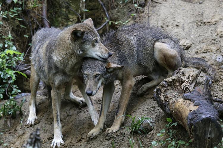 Red Wolf Recovery