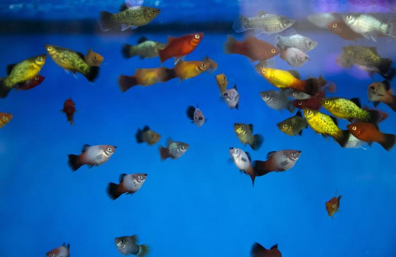 Big Kahuna Tropical Fish