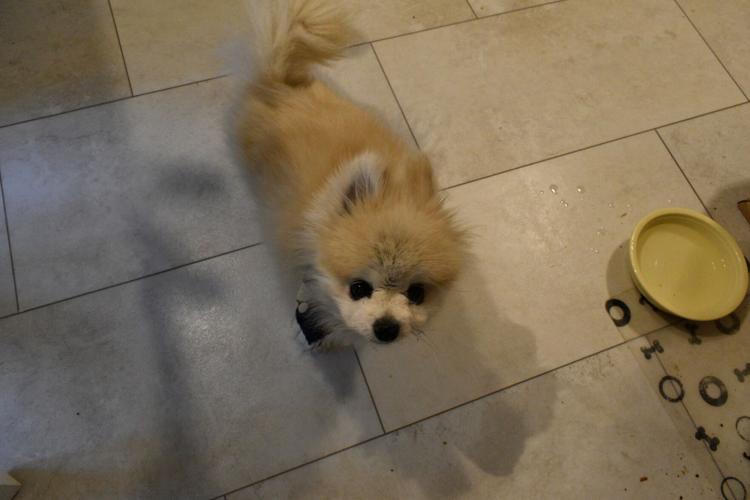 Logan Tomasello's dog, Clancey