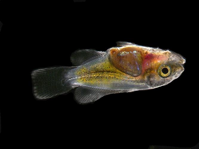 Secret to how quickly clownfish gets its stripes revealed by latest study