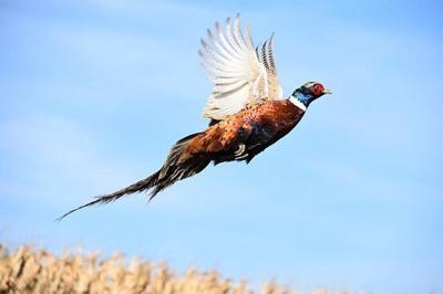 Wisconsin's 2023 pheasant hunting season to run Oct. 14, 2023 to Jan. 7, 2024