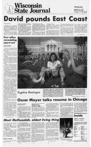 "Fugitive Flamingos" Front Page