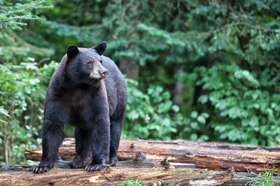 American black bear
