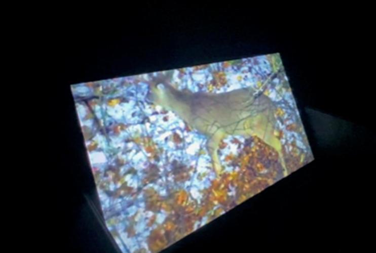 Deer Drone