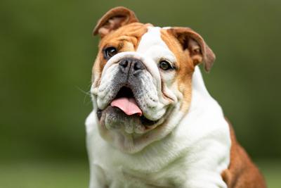 Vets want animal lovers to stop buying 'unhealthy' English bulldogs