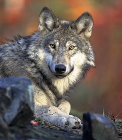 Gray wolf 2 (copy)