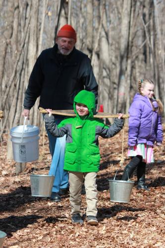maple tree tapping.JPG