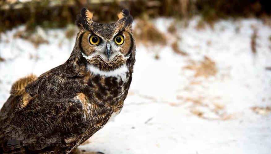 060822-bara-news-zoo1