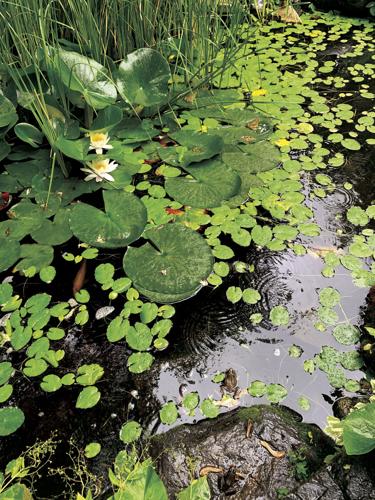 Frogs in the koi pond
